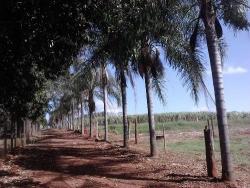 #49 - Chácara para Venda em Londrina - PR - 3